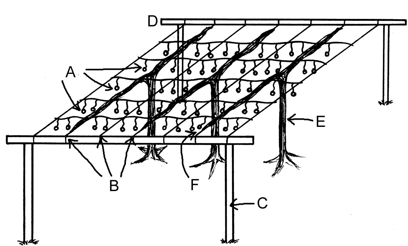 Fig 4.5 Pergola copy.jpg